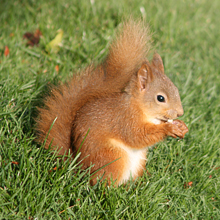 Frequent visitor, a Red Squrrel
